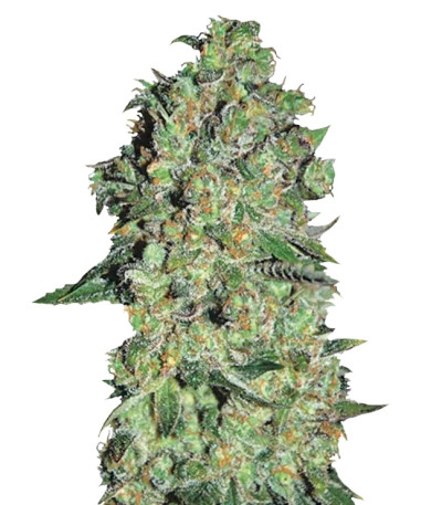 Сорт Auto Chronical fem (Bulk Seed Bank)