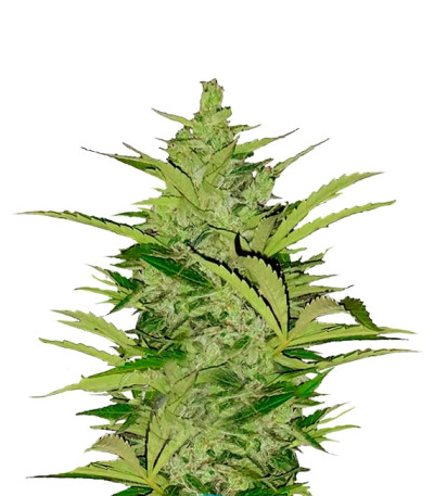 Сорт Fast Eddy Automatic CBD fem (Royal Queen Seeds)