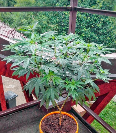 Сорт Somango XXL (Mango Skunk) fem (Nirvana Seeds)