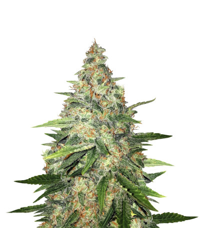 Сорт Zkittlez fem (Original Sensible Seeds)