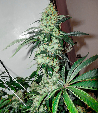 Сорт Red Diesel fem (Barney's Farm)