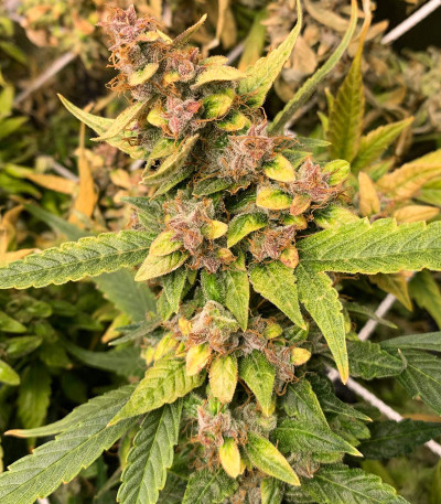 Сорт Auto Banana Blaze (Dutch Passion)