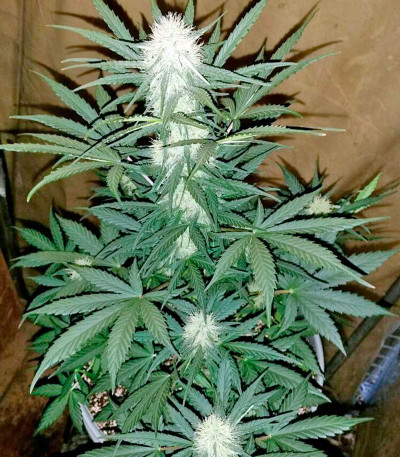 Сорт Moby Dick XXL Autoflowering fem