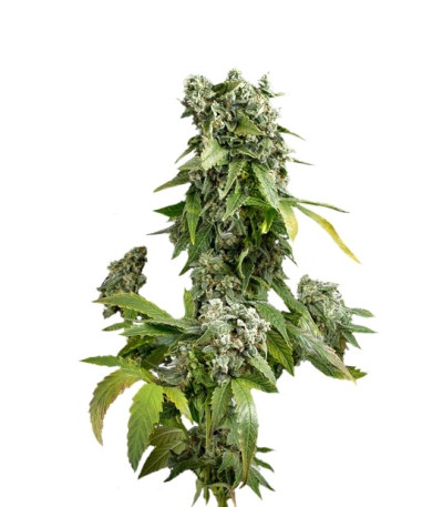 Сорт Blue Cheese Autoflowering fem (Dinafem Seeds)