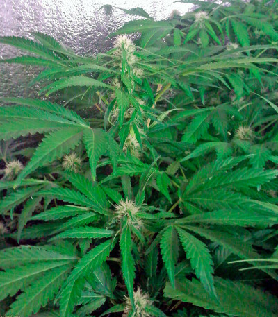 Сорт Domina Haze fem