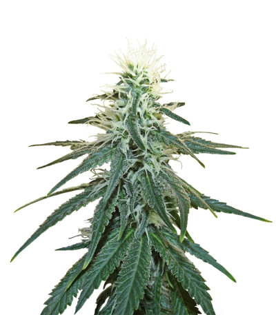 Сорт Early Skunk fem (Sensi Seeds)