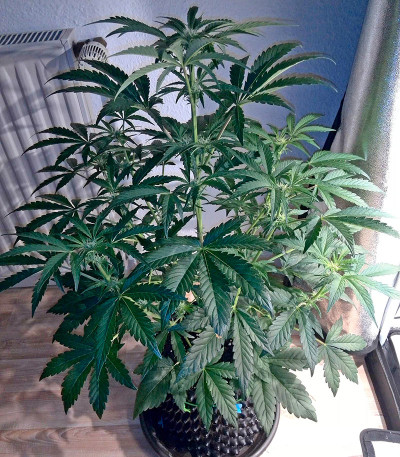 Сорт Industrial Plant Autoflowering CBD fem