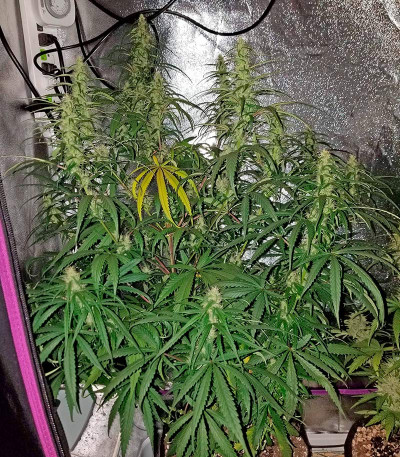 Сорт Sterling Haze fem (Nirvana Seeds)