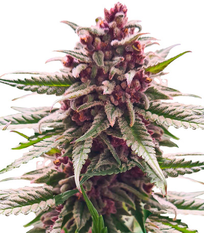 Сорт Still Bubba fem (AlphaFem Seeds)