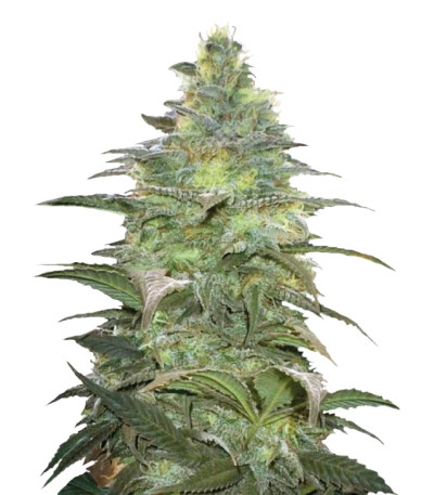 Сорт Blueberry Berry fem