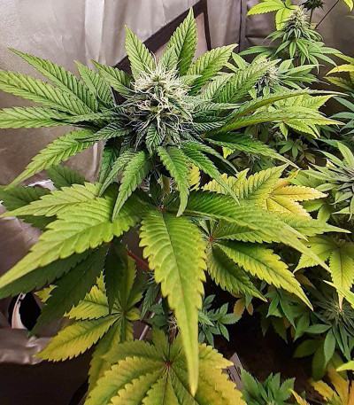 Сорт Shogun fem (Royal Queen Seeds)