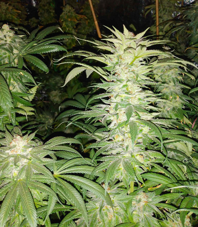 Сорт Cherry Pie fem (Advanced Seeds)