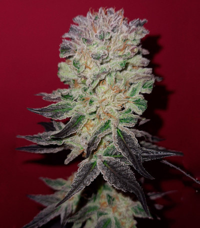 Сорт Cookies Purple Punch fem (Medical Seeds)