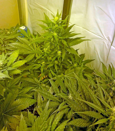 Сорт Damnesia Autoflowering fem (Strain Hunters)