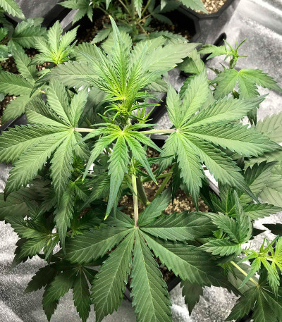 Сорт Girl Scout Cookies Auto fem (Original Sensible Seeds)