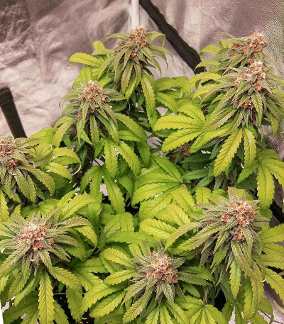 Сорт Red Purps fem (Female Seeds)