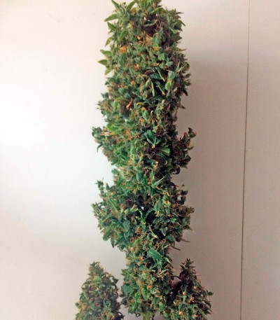 Сорт White Widow XXL Autoflowering fem