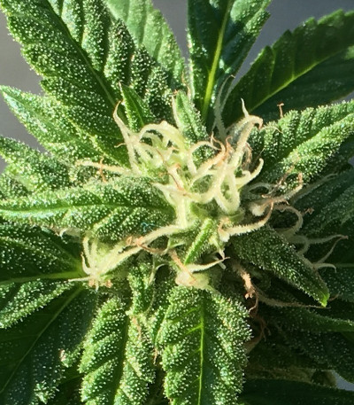 Сорт Royal Gorilla fem (Royal Queen Seeds)