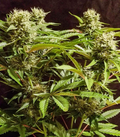 Сорт Chocolate Wafflez fem (Paradise Seeds)