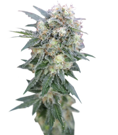 Сорт Ganesh reg (Mandala Seeds)