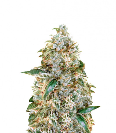 Сорт The New fem (Humboldt Seeds)