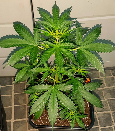 Сорт Auto Chocolate Kush fem (00 Seeds)