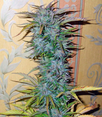 Сорт Auto White Widow fem (Dutch Passion)