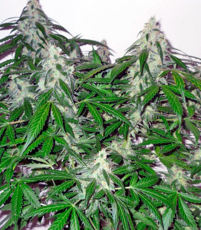 Сорт Auto Jack fem (Paradise Seeds)