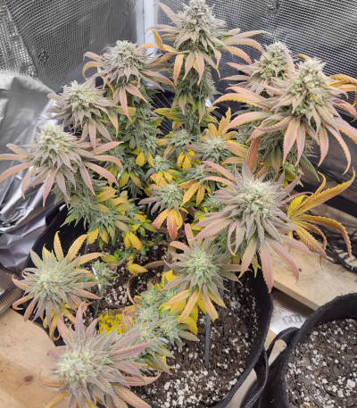 Сорт Banana Purp fem (Medical Seeds)