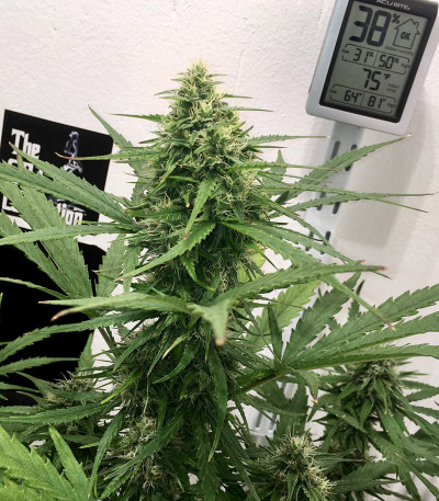 Сорт Original Glue Auto fem (Nirvana Seeds)