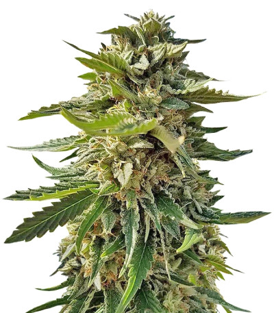 Сорт Sour Diesel (Sativa's Sour Diesel) reg