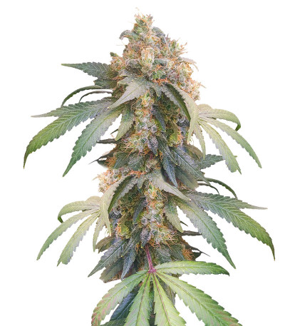 Сорт Gorilla fem (00 Seeds)