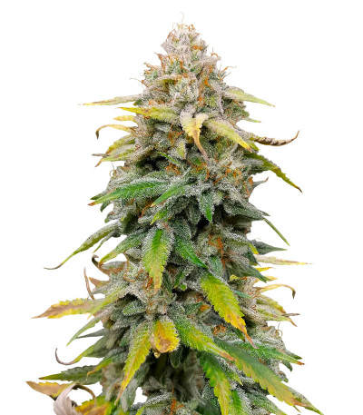 Сорт Leisure Zoot Larry fem (Dr. Krippling Seeds)