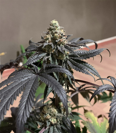 Сорт Royal Cookies fem (Royal Queen Seeds)