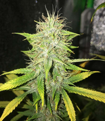 Сорт Fat Bastard Auto fem от Blimburn Seeds