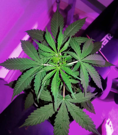 Сорт VIP Auto fem (VIP seeds)