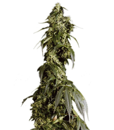 Сорт Arjan's Haze #1 fem