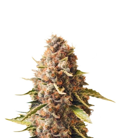 Сорт Euphoria fem (Royal Queen Seeds)