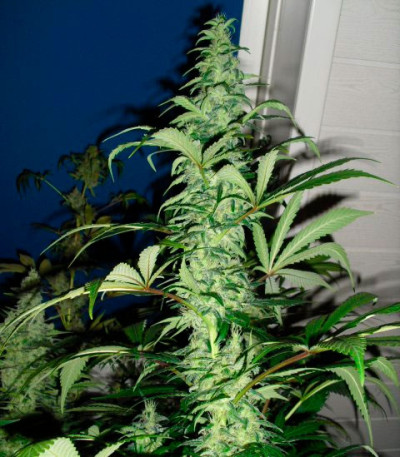 Сорт Spiritual Punk fem (Samsara Seeds)