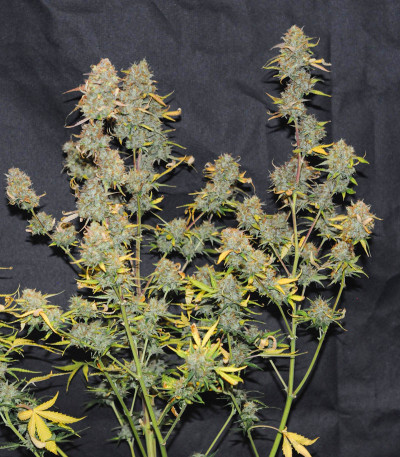 Сорт Auto Anubis fem (Pyramid Seeds)