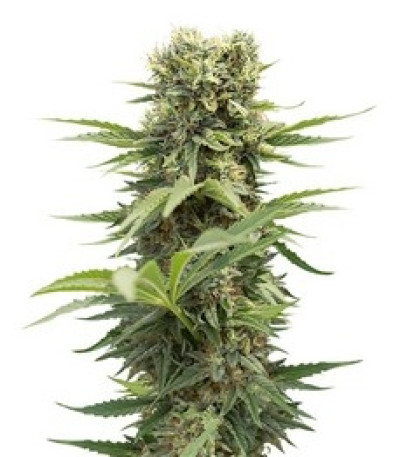 Сорт Dedoverde Haze fem