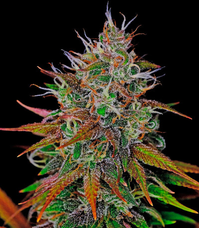 Сорт Tropicanna Poison F1 Fast Version (Sweet Seeds)