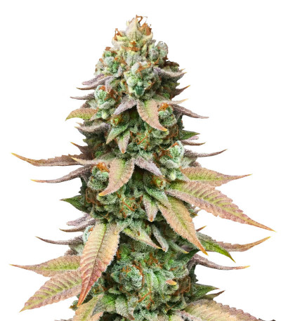 Сорт #9 Pound Hammer Fast fem (High Speed ​​Buds)