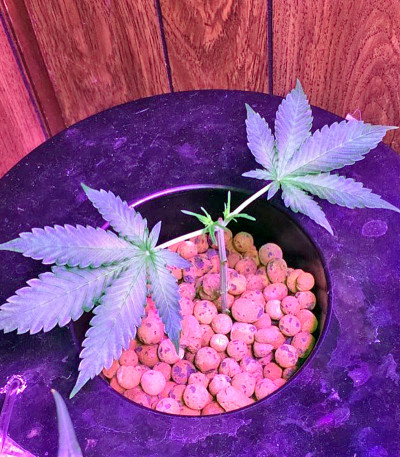 Сорт AK-48 Automatic fem (Nirvana Seeds)