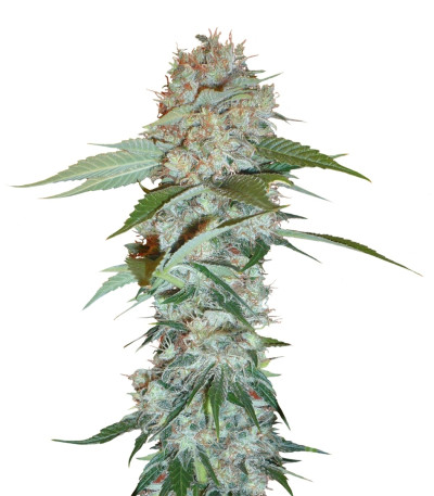 Сорт Big Bud reg (Sensi Seeds)