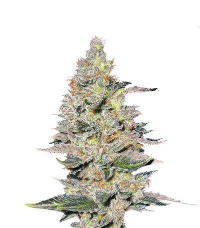 Сорт Fastberry auto fem