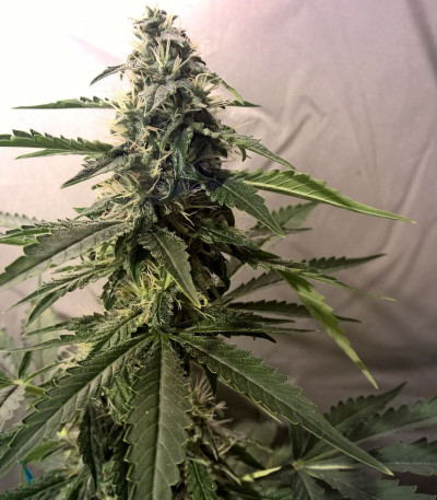 Сорт Lemon Kush fem (Female Seeds)