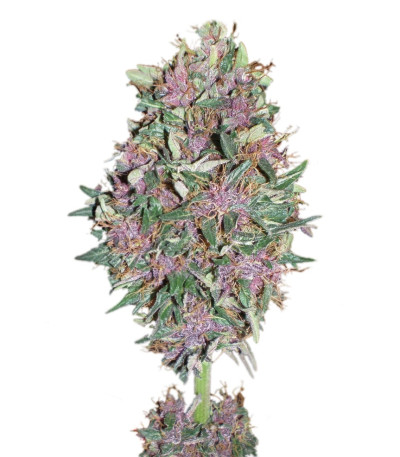 Сорт Purple #1 fem (Dutch Passion)