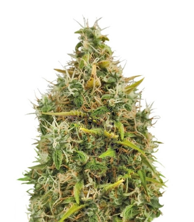 Сорт Royal AK Automatic fem (Royal Queen Seeds)