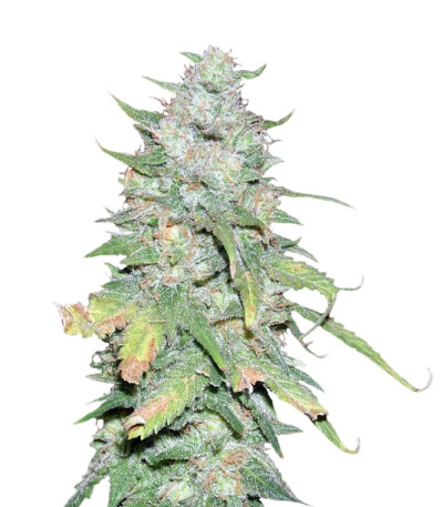 Сорт Afghan Kush X Yumbolt fem (World of Seeds)